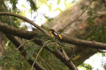 キビタキ 青葉山公園 2019年5月9日(木)