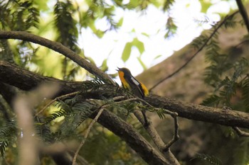 キビタキ 青葉山公園 2019年5月9日(木)