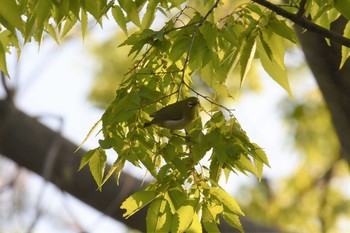 メジロ 宮城県仙台市・西公園 2019年5月9日(木)