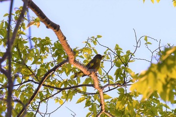 カワラヒワ 宮城県仙台市・西公園 2019年5月9日(木)