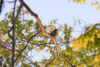 カワラヒワ 宮城県仙台市・西公園 2019年5月9日(木)