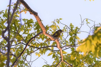 カワラヒワ 宮城県仙台市・西公園 2019年5月9日(木)