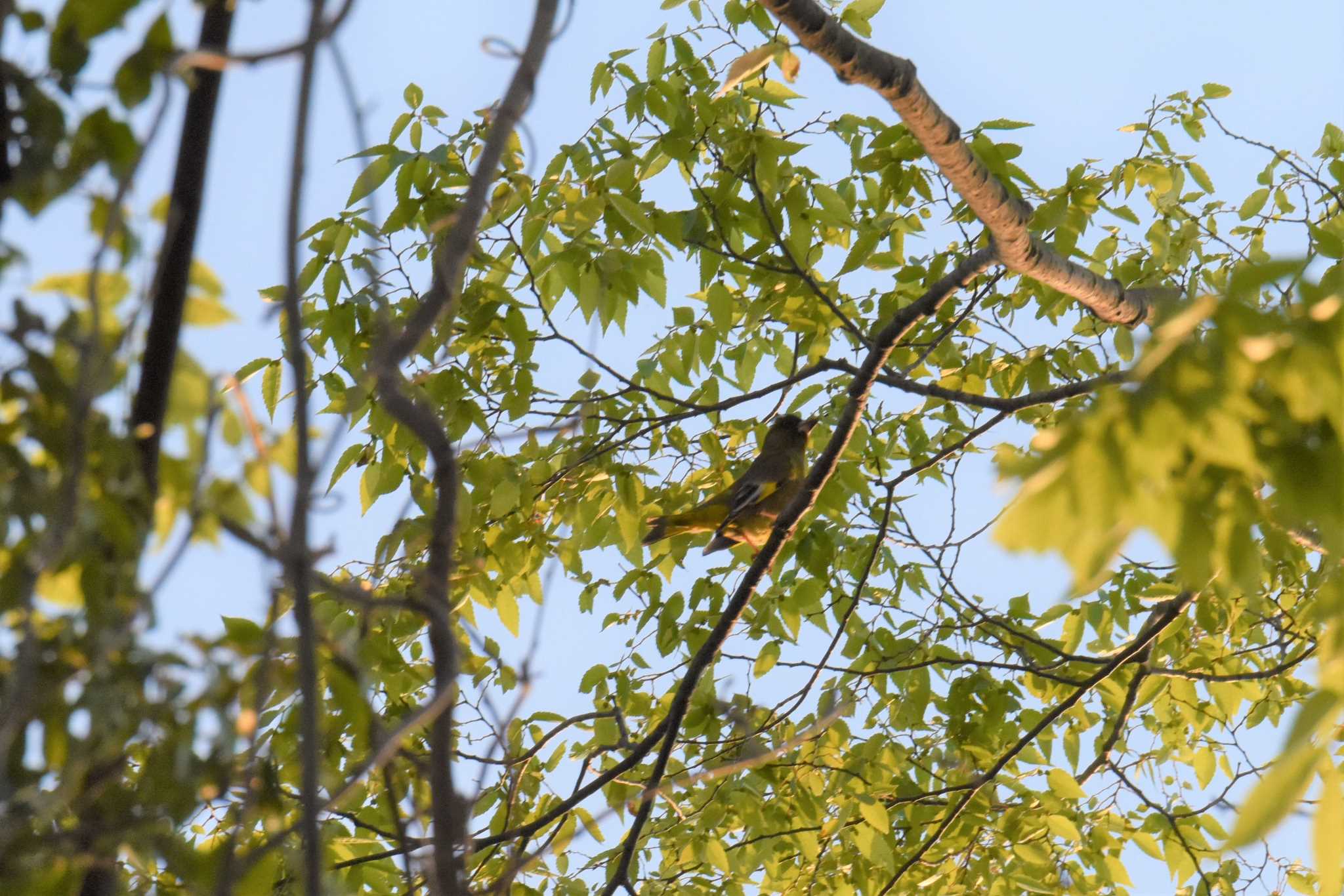 宮城県仙台市・西公園 カワラヒワの写真 by もちもちもっち～@ニッポン城めぐり中