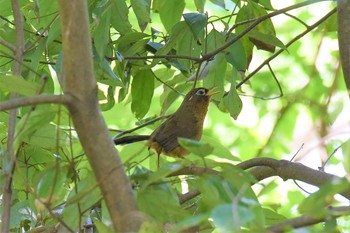 ガビチョウ 青葉山公園 2019年5月10日(金)