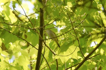 センダイムシクイ 青葉山公園 2019年5月10日(金)