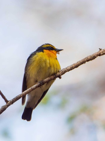 キビタキ 軽井沢野鳥の森 2019年5月5日(日)