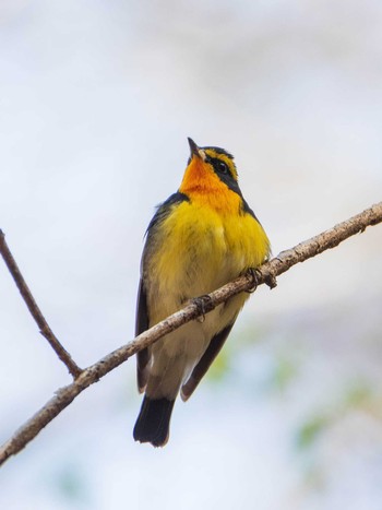 キビタキ 軽井沢野鳥の森 2019年5月5日(日)