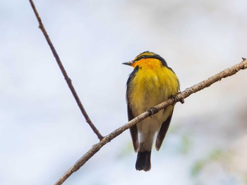 キビタキ 軽井沢野鳥の森 2019年5月5日(日)