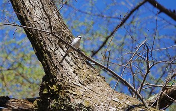 サンショウクイ 軽井沢野鳥の森 2019年5月7日(火)