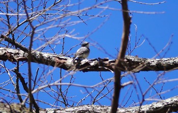 サンショウクイ 軽井沢野鳥の森 2019年5月7日(火)