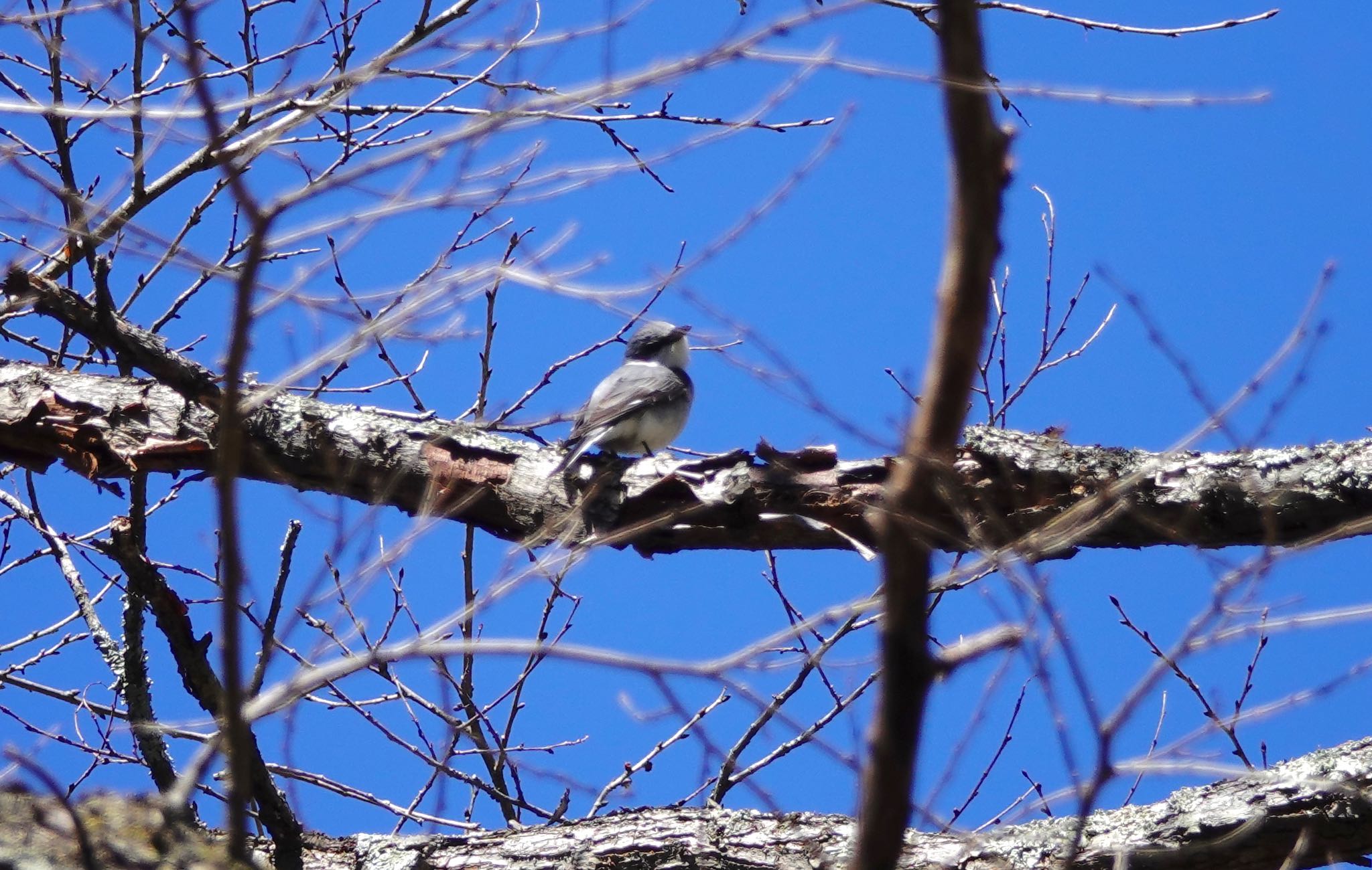 Ashy Minivet