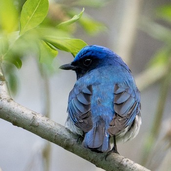 Blue-and-white Flycatcher 札幌 Tue, 5/7/2019