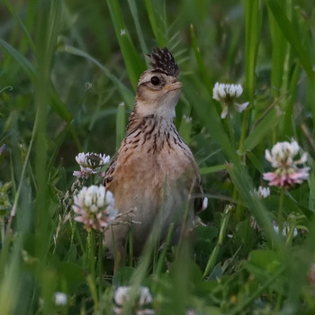 2019年5月10日(金) 屋島公園の野鳥観察記録