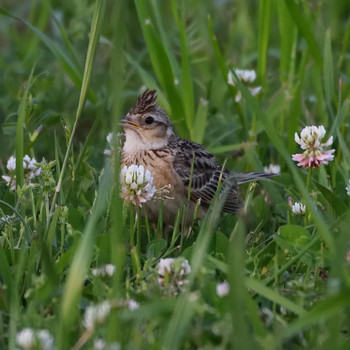 Eurasian Skylark 屋島公園 Fri, 5/10/2019