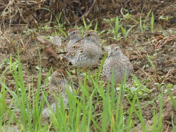 Sharp-tailed Sandpiper Yoron Island Fri, 5/10/2019