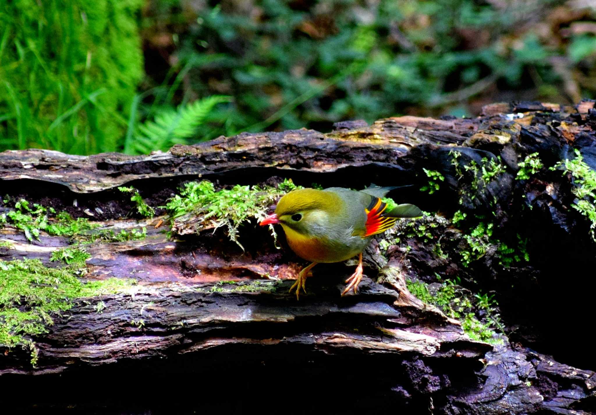 Photo of Red-billed Leiothrix at 雲仙あざみ谷 by M Yama