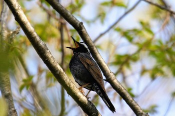 Siberian Thrush 栃木県 Sat, 5/11/2019