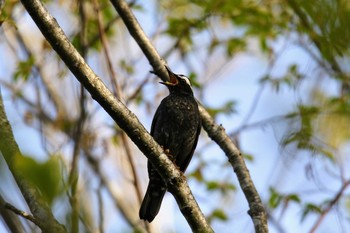 Siberian Thrush 栃木県 Sat, 5/11/2019