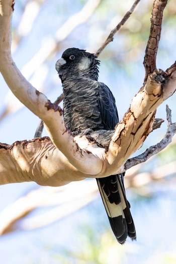 Carnaby's Black Cockatoo Yanchep NP Sun, 4/28/2019