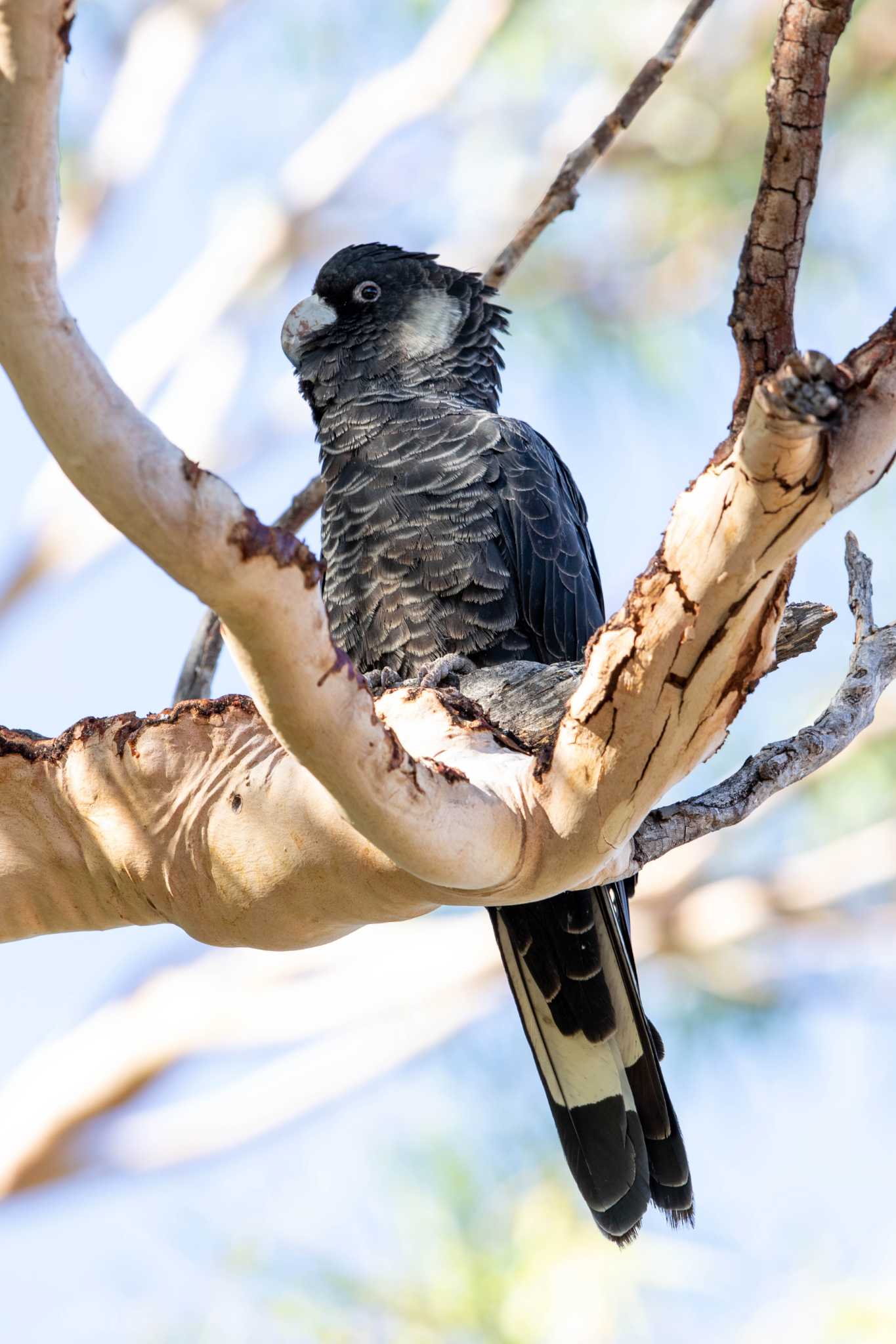 Photo of Carnaby's Black Cockatoo at Yanchep NP by Trio