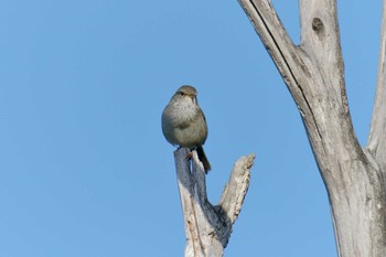 Sat, 5/11/2019 Birding report at 滋賀県甲賀市甲南町創造の森