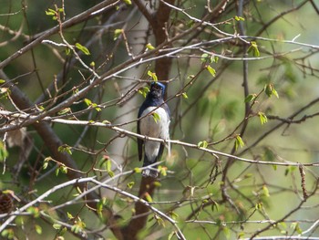 2019年5月5日(日) 中軽井沢の野鳥観察記録