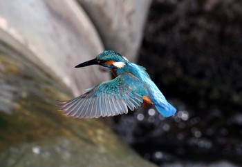 カワセミ 稲城 2019年5月11日(土)