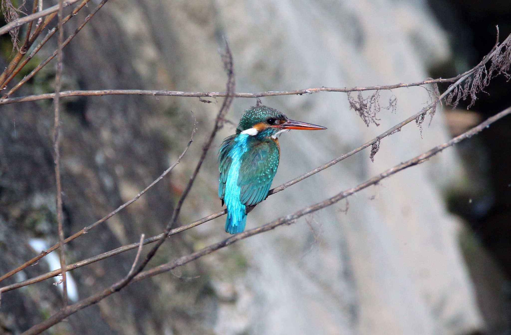 Photo of Common Kingfisher at 稲城 by HIROPI