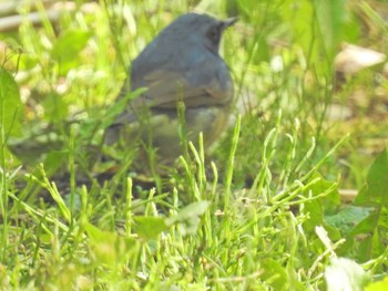 コルリ 旭山記念公園 2019年5月11日(土)