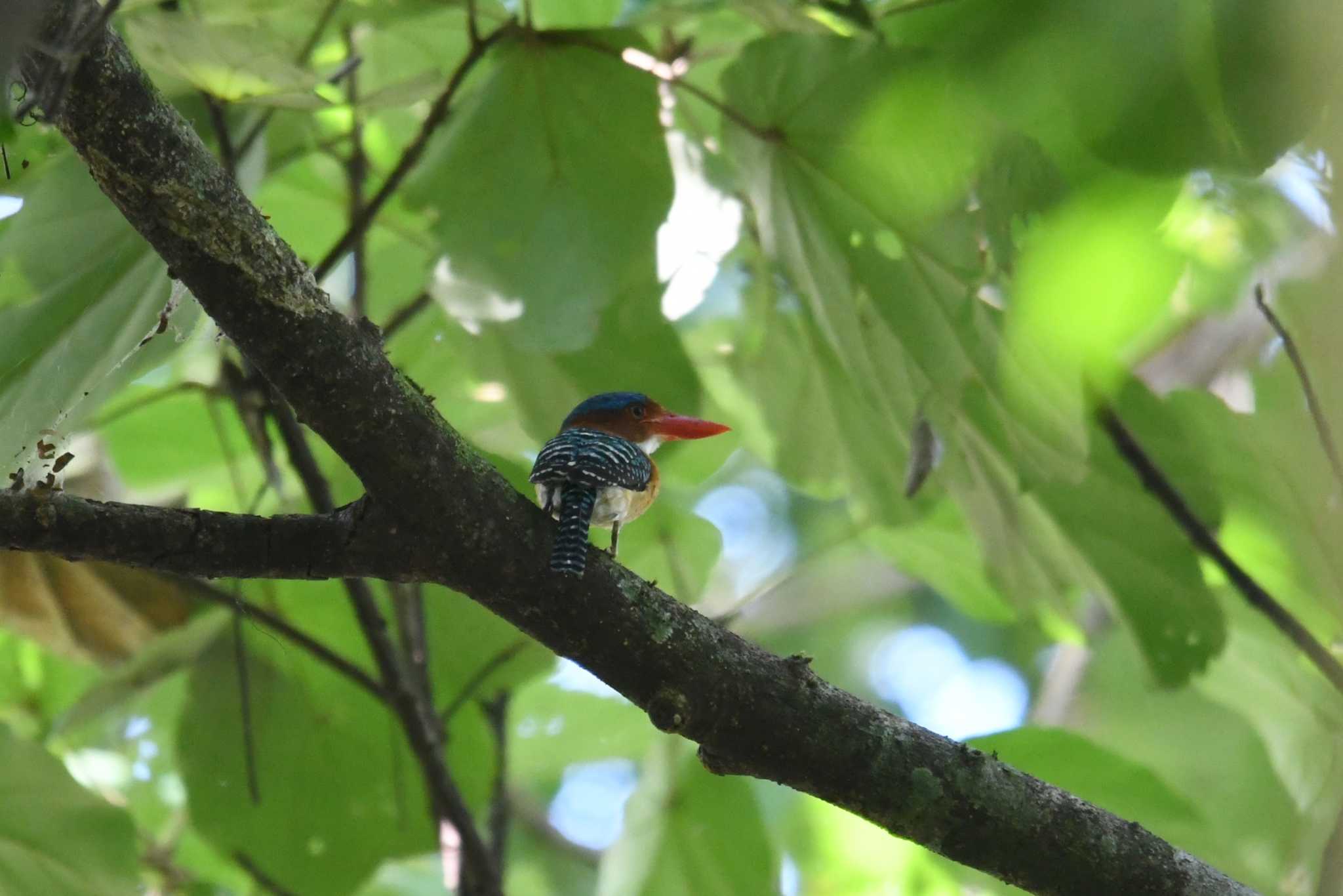 Photo of Banded Kingfisher at Sri Phang-nga NP by あひる