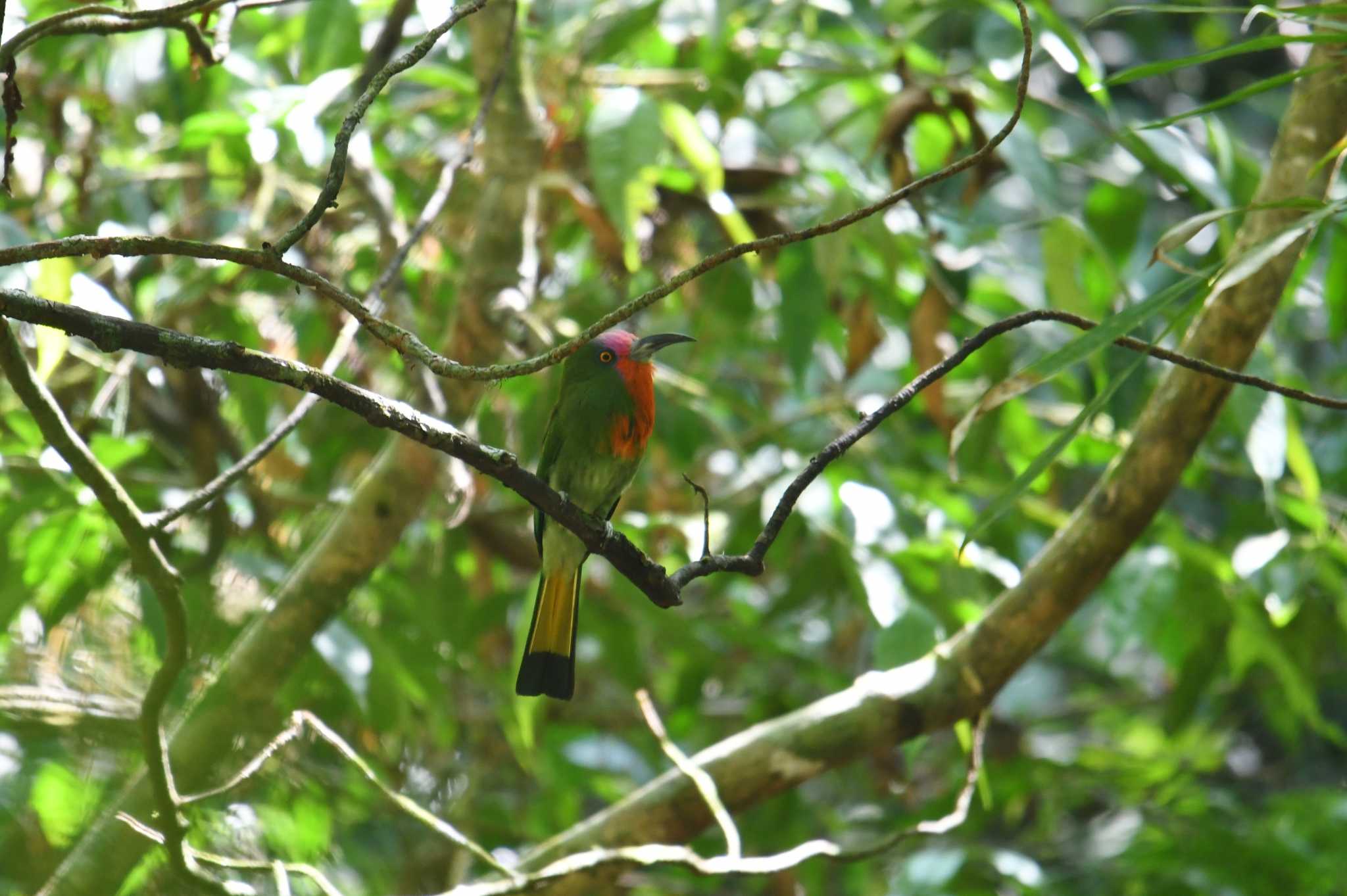 Photo of Red-bearded Bee-eater at Sri Phang-nga NP by あひる