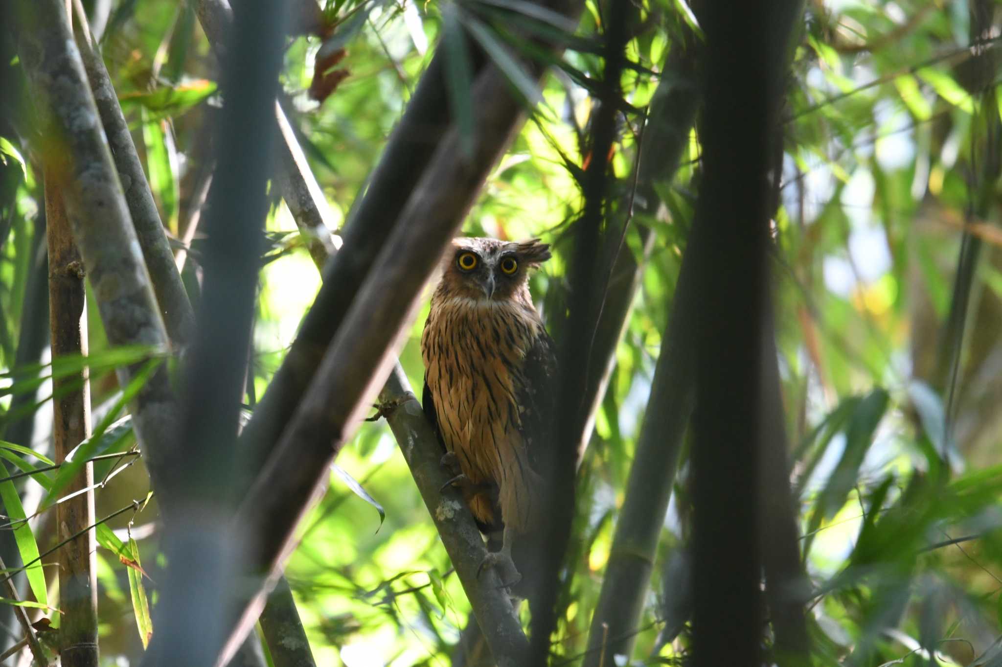 Buffy Fish Owl