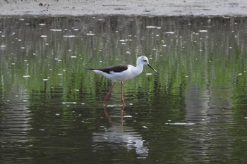 セイタカシギ 葛西臨海公園 2019年5月10日(金)