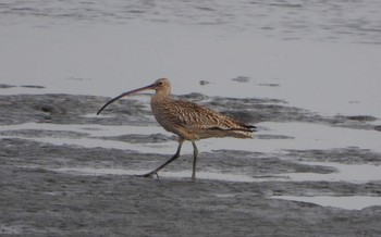 Fri, 5/10/2019 Birding report at Kasai Rinkai Park