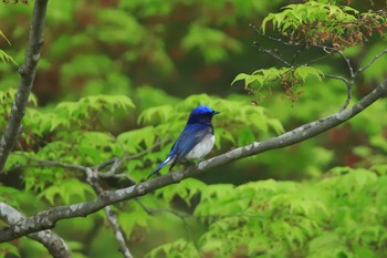 オオルリ 鶏足寺 2019年5月2日(木)