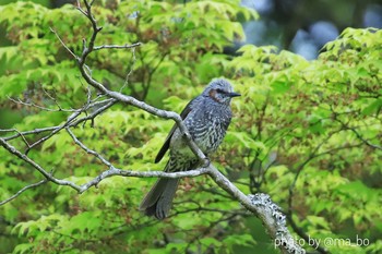 ヒヨドリ 鶏足寺 2019年5月5日(日)