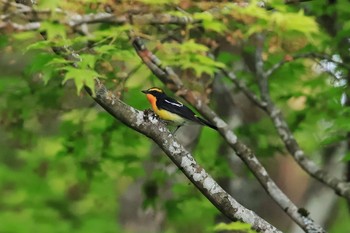 キビタキ 鶏足寺 2019年5月11日(土)