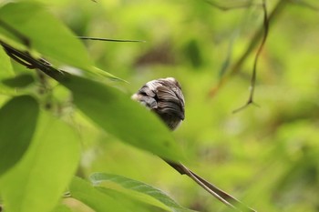 エナガ 三ツ池公園(横浜市鶴見区) 2019年5月9日(木)