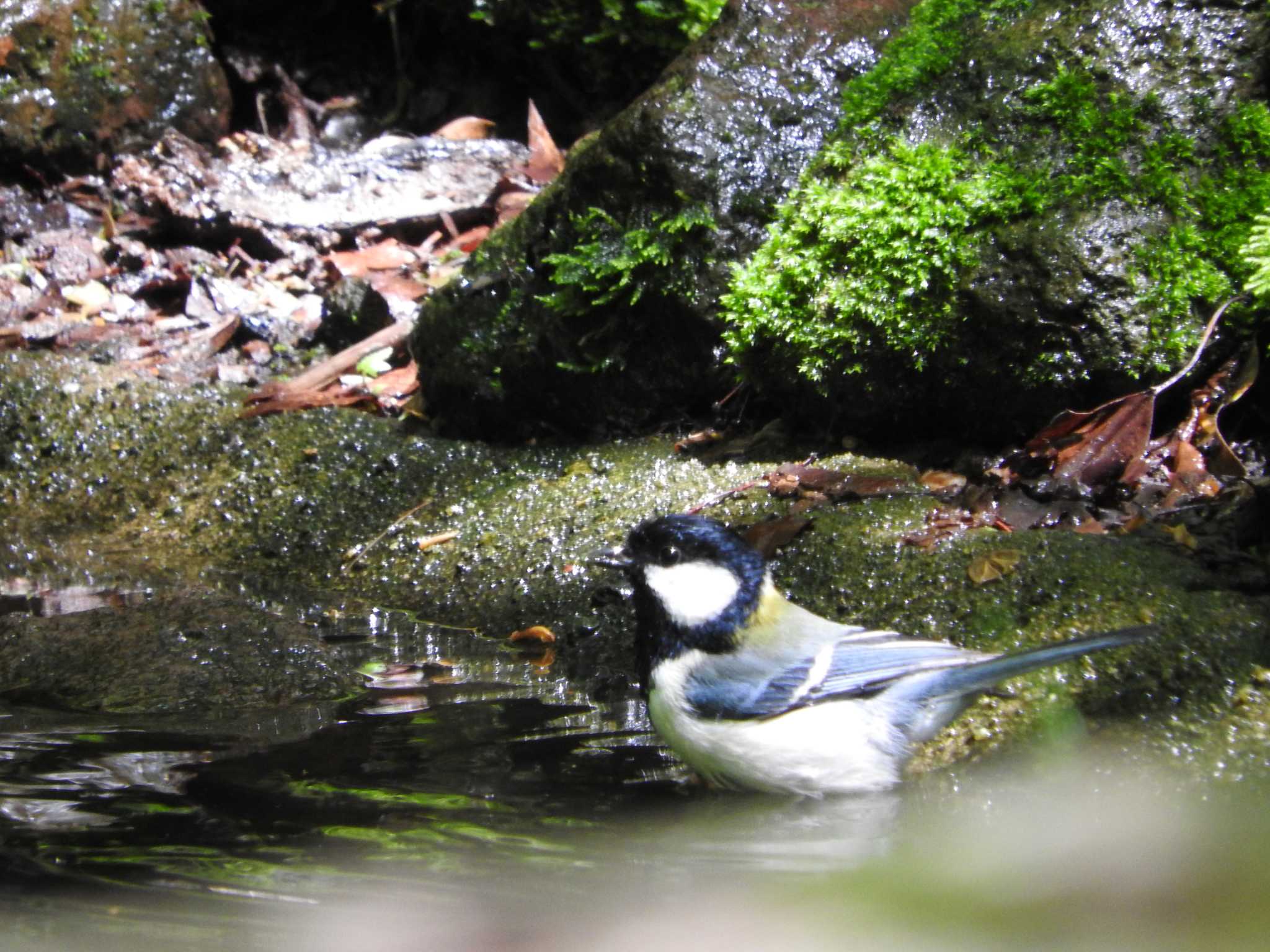 Photo of Japanese Tit at 雲仙あざみ谷 by M Yama