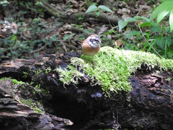 Meadow Bunting 雲仙あざみ谷 Fri, 5/10/2019