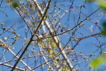 シマエナガ 西岡公園(西岡水源地) 2019年5月11日(土)