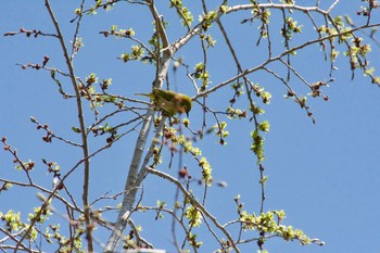 メジロ 西岡公園(西岡水源地) 2019年5月11日(土)