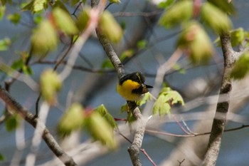 キビタキ 西岡公園(西岡水源地) 2019年5月11日(土)