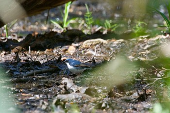 コルリ 西岡公園(西岡水源地) 2019年5月11日(土)