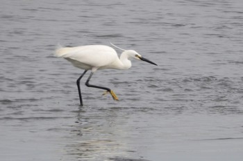 コサギ 葛西臨海公園 2019年5月10日(金)