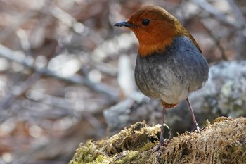 コマドリ 山梨県 2019年5月8日(水)