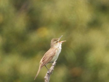 Oriental Reed Warbler Kasai Rinkai Park Fri, 5/10/2019