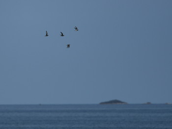 アカエリヒレアシシギ 舳倉島 2019年4月22日(月)