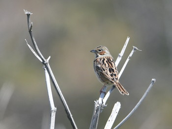 Chestnut-eared Bunting Hegura Island Mon, 4/22/2019