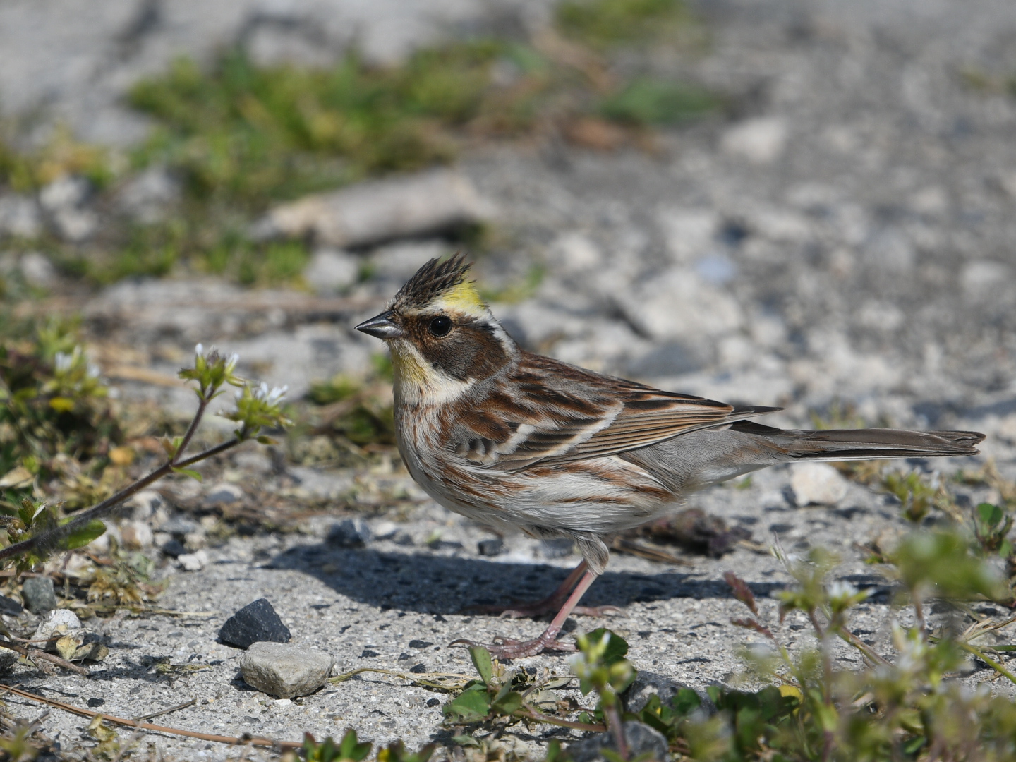 Photo of Yellow-throated Bunting at Hegura Island by Yuki86